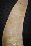 07256 - Top Beautiful 1.90 Inch Enchodus libycus Tooth Late Cretaceous