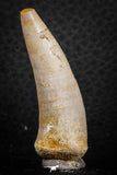 07256 - Top Beautiful 1.90 Inch Enchodus libycus Tooth Late Cretaceous