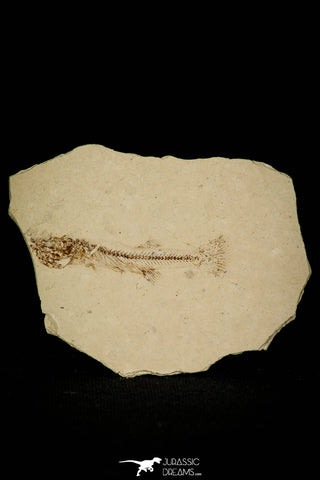 30398 - Well Preserved 1.58 Inch Fossil Fish Fundulus nevadensis Pliocene - Nevada