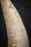 07256 - Top Beautiful 1.90 Inch Enchodus libycus Tooth Late Cretaceous