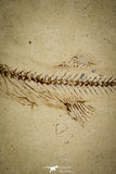 30398 - Well Preserved 1.58 Inch Fossil Fish Fundulus nevadensis Pliocene - Nevada