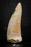 07257 - Beautiful 1.44 Inch Enchodus libycus Tooth Late Cretaceous