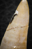 07257 - Beautiful 1.44 Inch Enchodus libycus Tooth Late Cretaceous