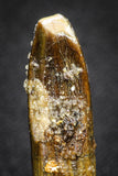 20133 - Finest Quality 1.32 Inch Rebbachisaurus Diplodocoid Sauropod Dinosaur Tooth