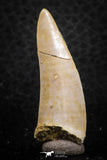 07257 - Beautiful 1.44 Inch Enchodus libycus Tooth Late Cretaceous