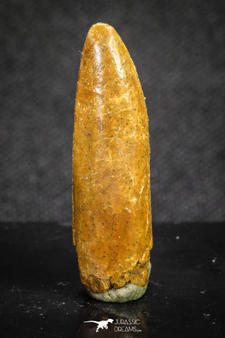 20134 - Top Beautiful 1.14 Inch Rebbachisaurus Diplodocoid Sauropod Dinosaur Tooth
