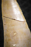07257 - Beautiful 1.44 Inch Enchodus libycus Tooth Late Cretaceous