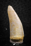 07258 - Nice 1.23 Inch Enchodus libycus Tooth Late Cretaceous