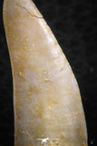 07258 - Nice 1.23 Inch Enchodus libycus Tooth Late Cretaceous