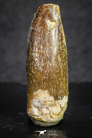 20135 - Well Preserved 1.00 Inch Rebbachisaurus Diplodocoid Sauropod Dinosaur Tooth