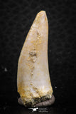 07258 - Nice 1.23 Inch Enchodus libycus Tooth Late Cretaceous