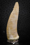 07259 - Great 1.80 Inch Enchodus libycus Tooth Late Cretaceous