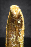 20135 - Well Preserved 1.00 Inch Rebbachisaurus Diplodocoid Sauropod Dinosaur Tooth