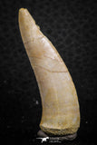 07259 - Great 1.80 Inch Enchodus libycus Tooth Late Cretaceous