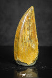 20136 - Top Beautiful 0.89 Inch Serrated Abelisaur Dinosaur Tooth Cretaceous KemKem Beds