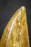 20136 - Top Beautiful 0.89 Inch Serrated Abelisaur Dinosaur Tooth Cretaceous KemKem Beds