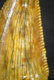 20136 - Top Beautiful 0.89 Inch Serrated Abelisaur Dinosaur Tooth Cretaceous KemKem Beds