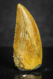 20136 - Top Beautiful 0.89 Inch Serrated Abelisaur Dinosaur Tooth Cretaceous KemKem Beds