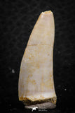 07260 - Beautiful 1.23 Inch Enchodus libycus Tooth Late Cretaceous
