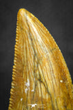 20136 - Top Beautiful 0.89 Inch Serrated Abelisaur Dinosaur Tooth Cretaceous KemKem Beds