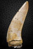 07261 - Great 2.19 Inch Enchodus libycus Tooth Late Cretaceous