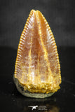 20137 - Rare 0.59 Inch Abelisaur Dinosaur Mesial Premaxillary Tooth Cretaceous KemKem Beds