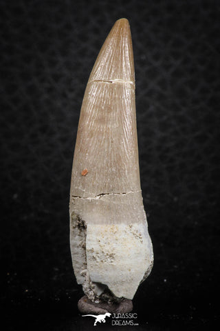 07262 - Nicely Preserved 1.85 Inch Partially Rooted Elasmosaur (Zarafasaura oceanis) Tooth