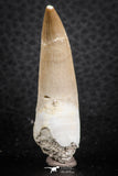 07262 - Nicely Preserved 1.85 Inch Partially Rooted Elasmosaur (Zarafasaura oceanis) Tooth