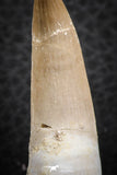 07262 - Nicely Preserved 1.85 Inch Partially Rooted Elasmosaur (Zarafasaura oceanis) Tooth