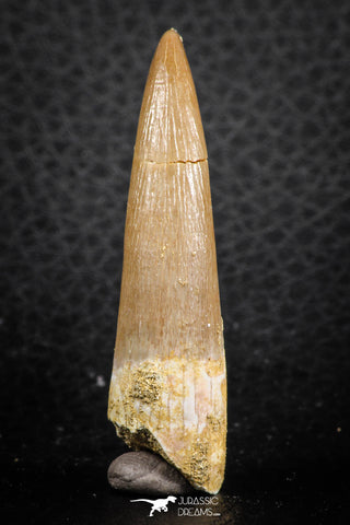 07263 - Top Beautiful 2.01 Inch Partially Rooted Elasmosaur (Zarafasaura oceanis) Tooth