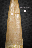 07263 - Top Beautiful 2.01 Inch Partially Rooted Elasmosaur (Zarafasaura oceanis) Tooth