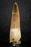07263 - Top Beautiful 2.01 Inch Partially Rooted Elasmosaur (Zarafasaura oceanis) Tooth