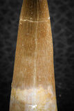 07263 - Top Beautiful 2.01 Inch Partially Rooted Elasmosaur (Zarafasaura oceanis) Tooth