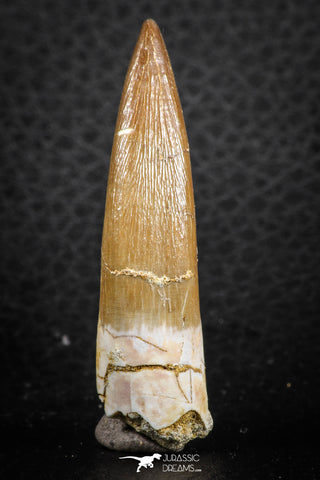 07264 - Top Beautiful 1.99 Inch Partially Rooted Elasmosaur (Zarafasaura oceanis) Tooth