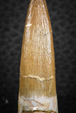 07264 - Top Beautiful 1.99 Inch Partially Rooted Elasmosaur (Zarafasaura oceanis) Tooth