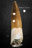 07264 - Top Beautiful 1.99 Inch Partially Rooted Elasmosaur (Zarafasaura oceanis) Tooth