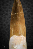 07264 - Top Beautiful 1.99 Inch Partially Rooted Elasmosaur (Zarafasaura oceanis) Tooth