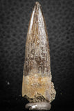 07265 - Top Beautiful 2.04 Inch Partially Rooted Elasmosaur (Zarafasaura oceanis) Tooth