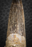 07265 - Top Beautiful 2.04 Inch Partially Rooted Elasmosaur (Zarafasaura oceanis) Tooth