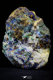 21200 - Beautiful Azurite Cristals + Malachite Cristals + Pyrite Crystals in Quartz Matrix - Alnif (South Morocco)