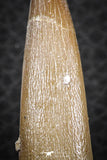 07266 - Nicely Preserved 2.20 Inch Partially Rooted Elasmosaur (Zarafasaura oceanis) Tooth