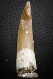 07266 - Nicely Preserved 2.20 Inch Partially Rooted Elasmosaur (Zarafasaura oceanis) Tooth