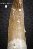 07266 - Nicely Preserved 2.20 Inch Partially Rooted Elasmosaur (Zarafasaura oceanis) Tooth