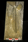 30408 - Top Rare 4.24 Inch Angelina sedgwickii Lower Ordovician Trilobite - Wales