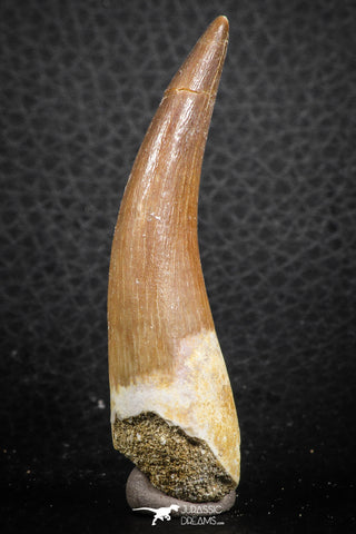 07267 - Finest Quality 2.43 Inch Partially Rooted Elasmosaur (Zarafasaura oceanis) Tooth