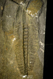 30408 - Top Rare 4.24 Inch Angelina sedgwickii Lower Ordovician Trilobite - Wales