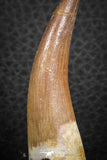 07267 - Finest Quality 2.43 Inch Partially Rooted Elasmosaur (Zarafasaura oceanis) Tooth