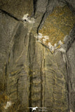 30408 - Top Rare 4.24 Inch Angelina sedgwickii Lower Ordovician Trilobite - Wales