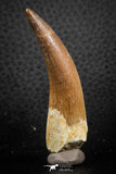 07267 - Finest Quality 2.43 Inch Partially Rooted Elasmosaur (Zarafasaura oceanis) Tooth