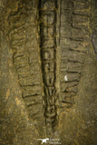 30408 - Top Rare 4.24 Inch Angelina sedgwickii Lower Ordovician Trilobite - Wales
